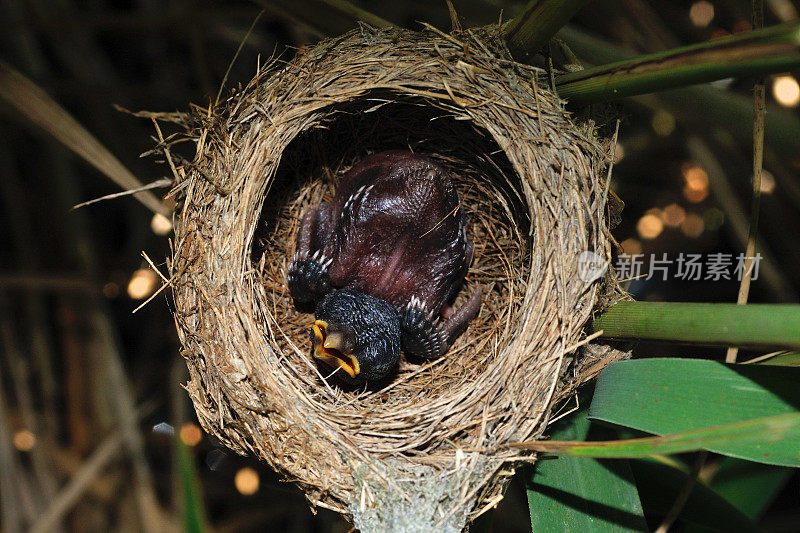 雏杜鹃(Cuculus canorus)